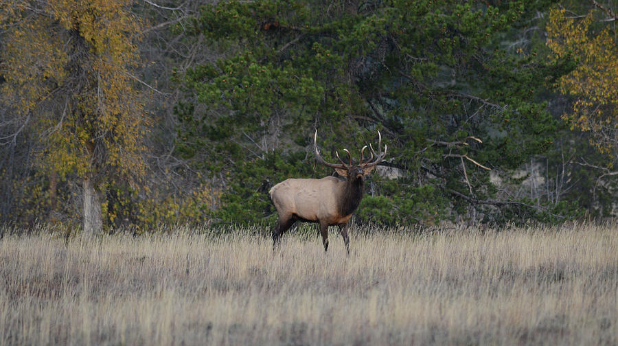 Large Bull Elk Photograph by Whispering Peaks Photography - Fine Art ...