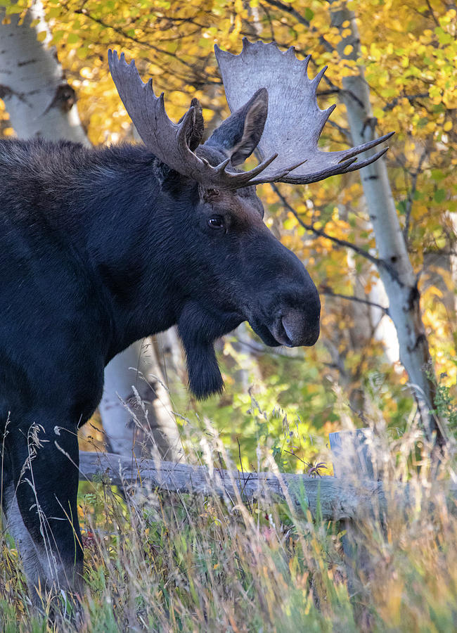 Large Bull Moose In Autumn Foliage Photograph by Dan Sproul