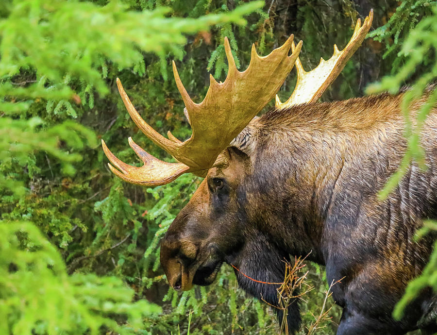 Large Bull Moose In Canada Photograph by Dan Sproul