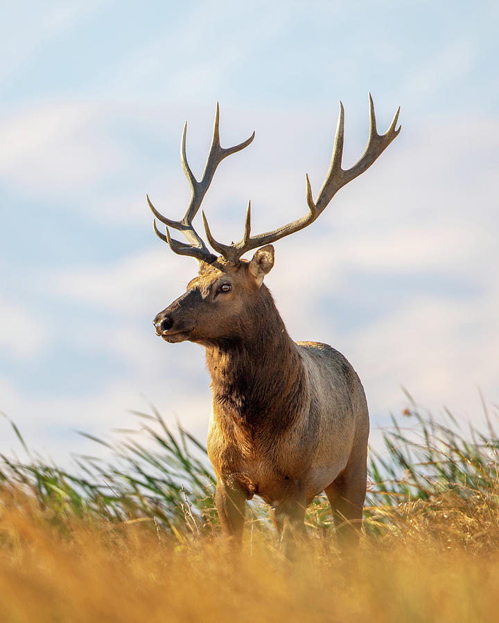 Large Bull Tule Elk roaming the marshes of Grizzly Island Wildli Photograph by Mike Fusaro