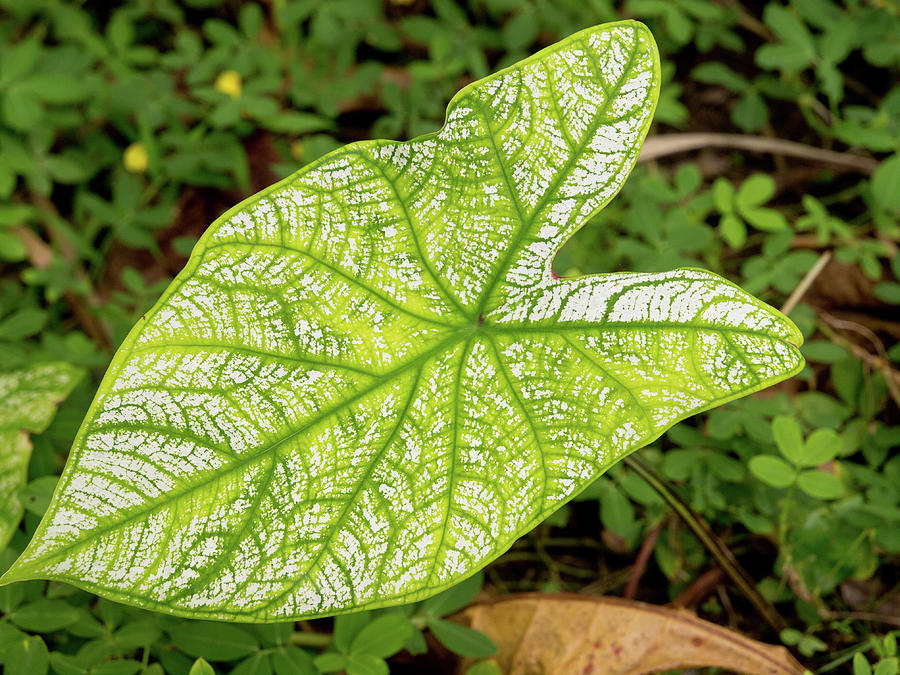 Large Caladium Leaf Photograph by David Desautel