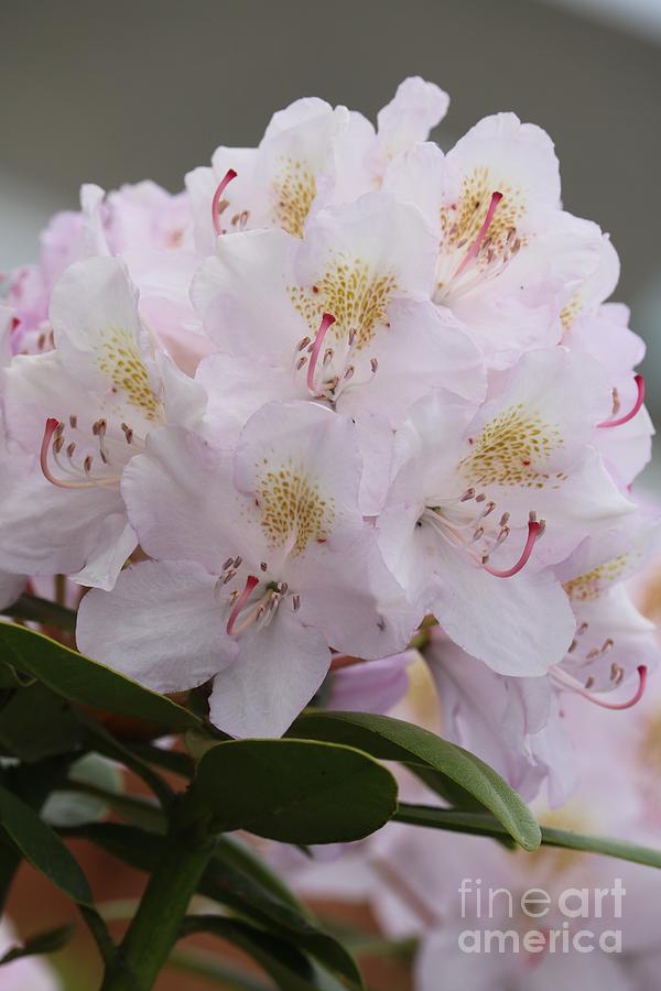Large Canvas Rhododendron Vertical Photograph by Carol Groenen