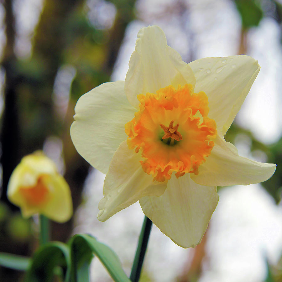 Large cup white and orange daffodil Photograph by Western Exposure ...