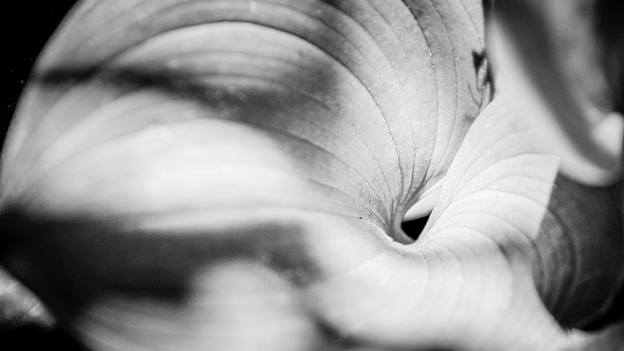 Large curled leaf Photograph by Mike Fusaro