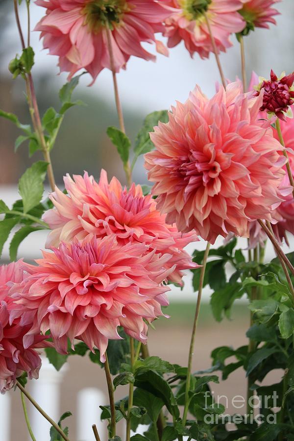 Large Dahlias Vertical Photograph by Carol Groenen - Fine Art America