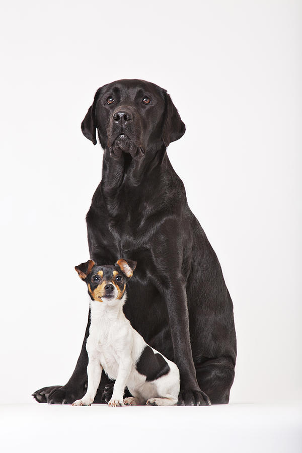 Large dog and small dog sitting together Photograph by Martin Barraud