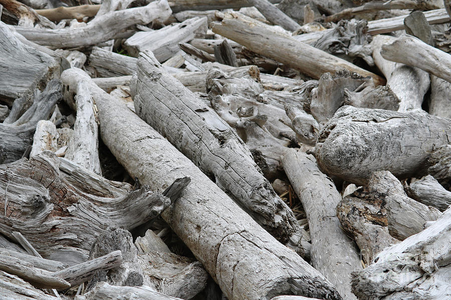 Large Driftwood on Beach Photograph by Carol Groenen
