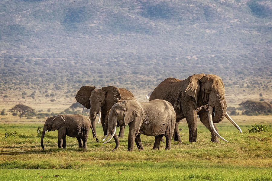 Nature Photograph - Large Elephant Family in Kenya by Good Focused