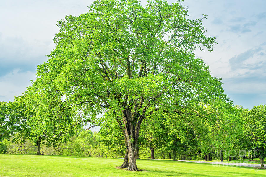Spring Photograph - Large Elm Tree by Jennifer White
