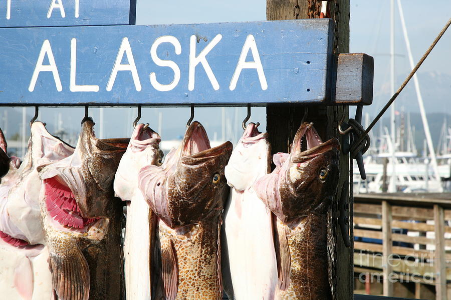 Large Fish Display Alaska  Photograph by Chuck Kuhn