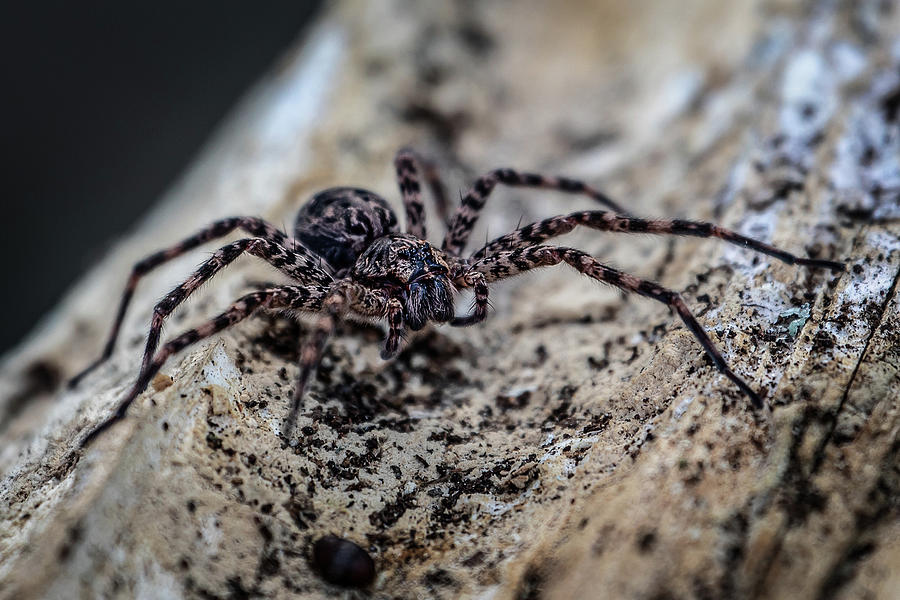 Large Fishing Spider Photograph by Denise Kopko
