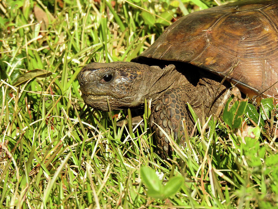 Large Florida Gopher Tortoise Photograph by Lisa Crawford - Fine Art ...