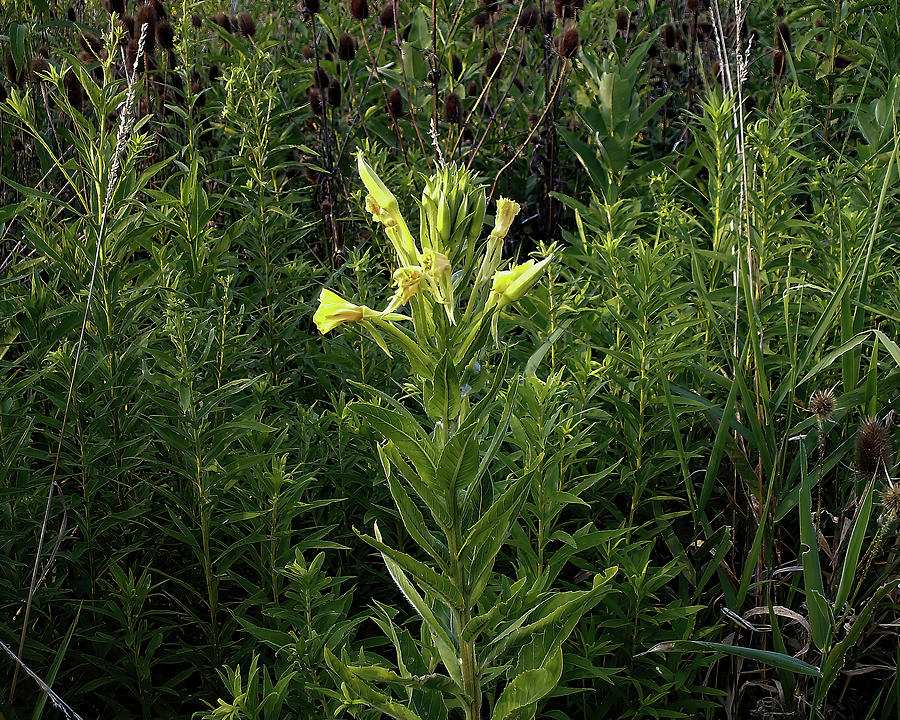 Large Flowered Evening Primrose Photograph by Flees Photos