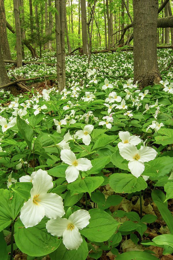 Arcadia Photograph - Large-flowered Trilliums by Thomas Pettengill