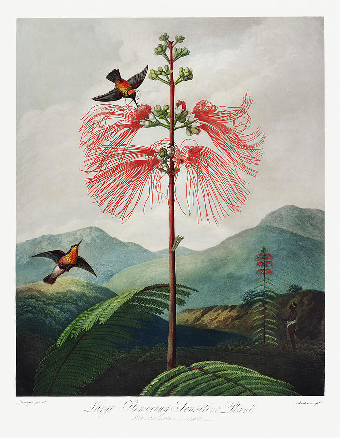 Large Flowering Sensitive Plant From The Temple Of Flora 1807 By Robert John Thornton Painting
