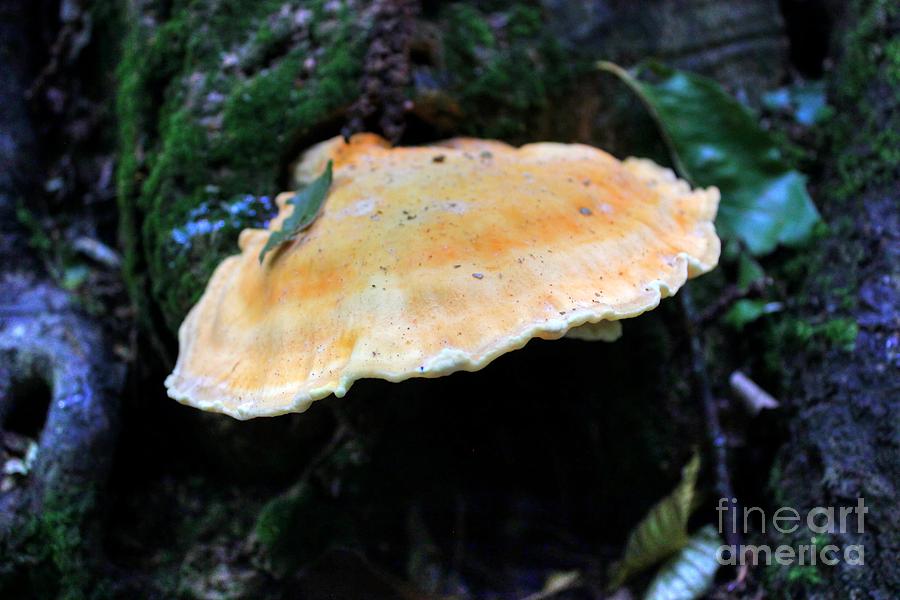 Large Fungi Photograph