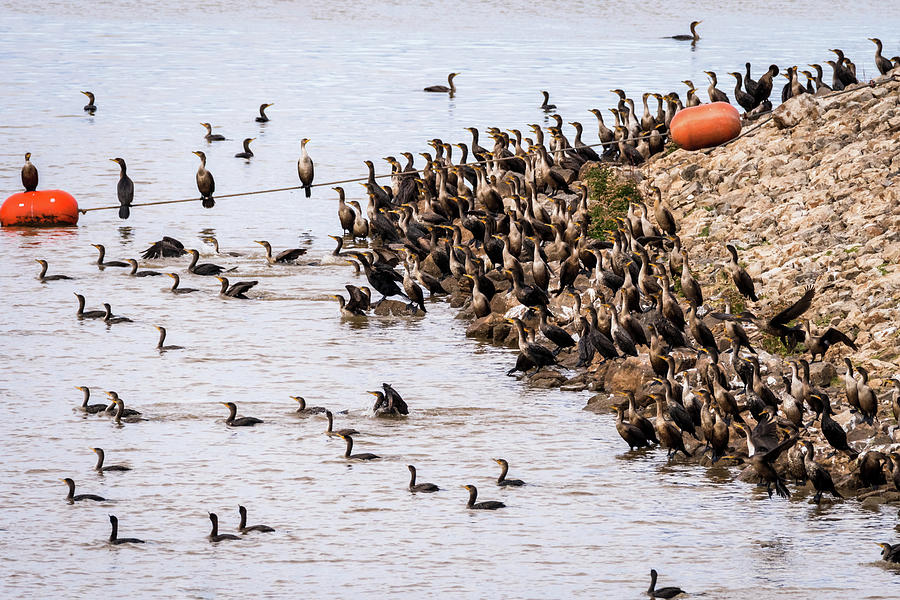 Large Gathering of Cormorants Photograph by Debra Martz