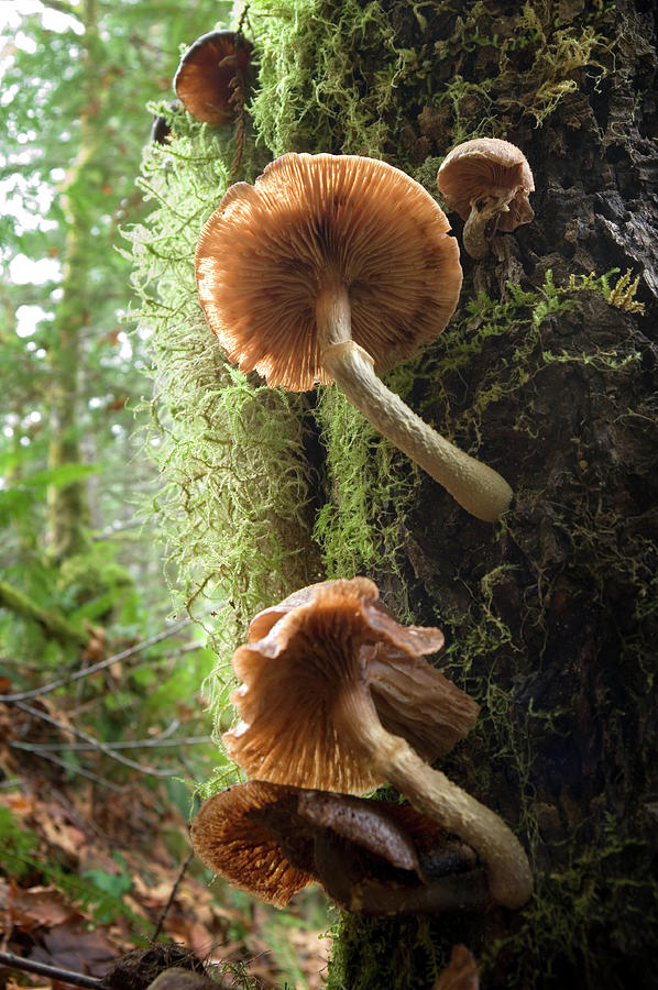 Large gilled mushrooms on an old mossy tree trunk Photograph by Kevin Oke
