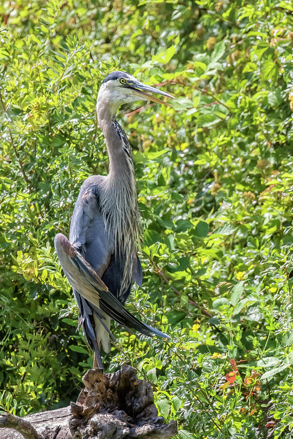 Large Great Blue Heron With A Full Craw, No. 1 Photograph