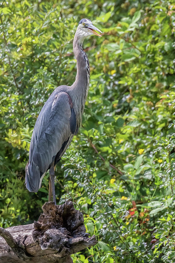Large Great Blue Heron with a Full Craw, No. 2 Photograph by Belinda Greb