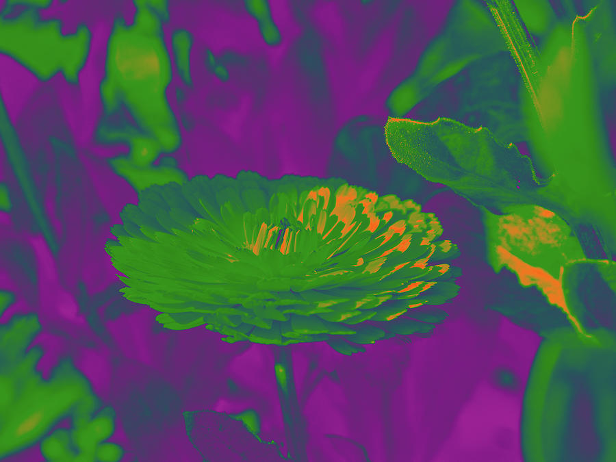 Large Green Flower on Purple and Green Digital Art by David Desautel