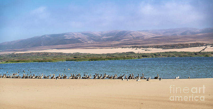 Summer Photograph - Large group of birds on the beach. by Hanna Tor
