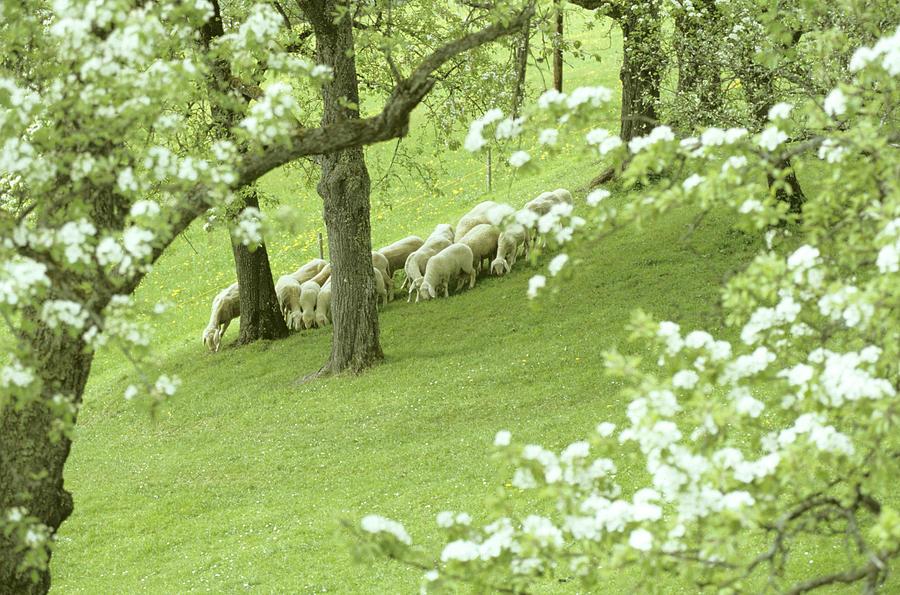 Large group of sheep grazing, Austria Photograph by Hans Huber