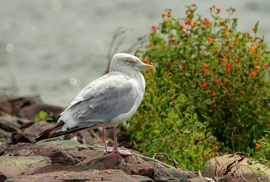 Large Gull Bird at the Lake Photograph by Sandra Js