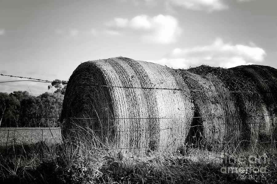 Large hay bales in countryside monochrome black and white. Photograph by Milleflore Images