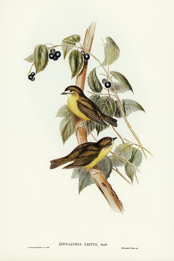 John Gould Drawing - Large-headed Robin, Eopsaltria capito by John Gould