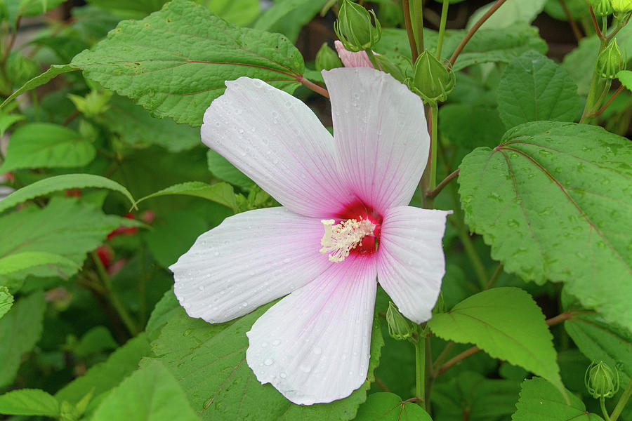 Large Hibiscus Flower - in full bloom- Howard County, Indiana ...