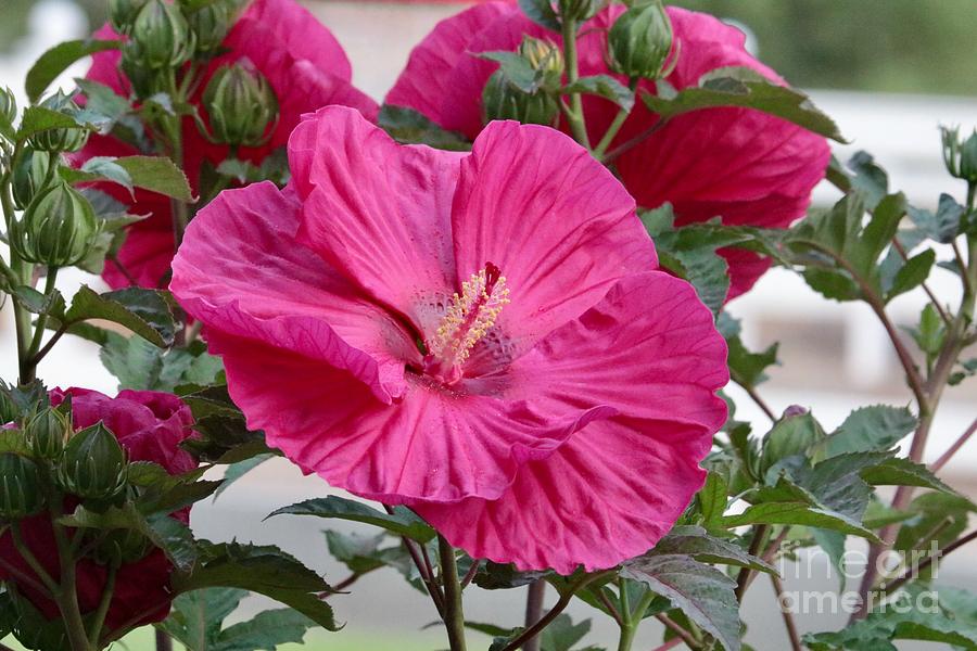 Large Hibiscus Flower With Buds Photograph