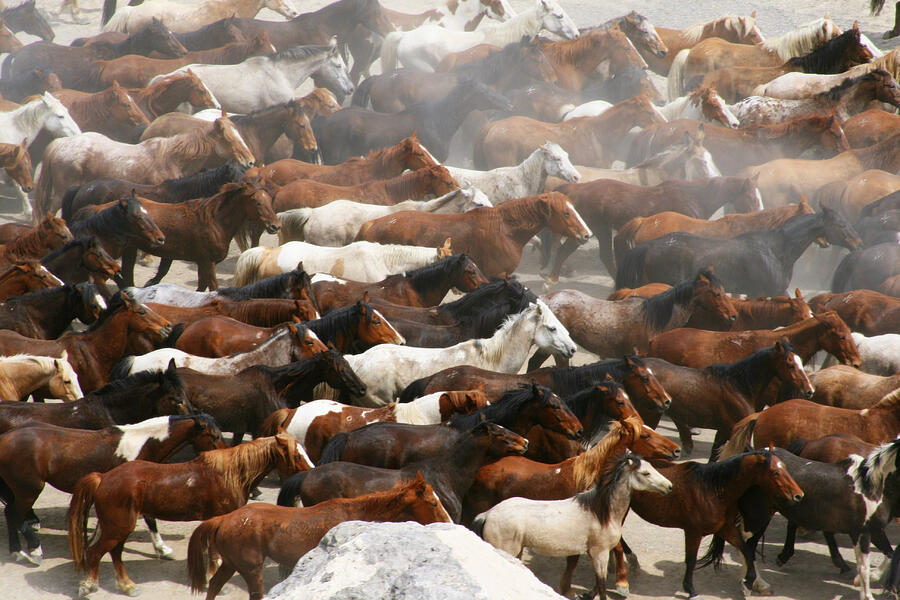 Large horse herd Photograph by Mandy McArthur
