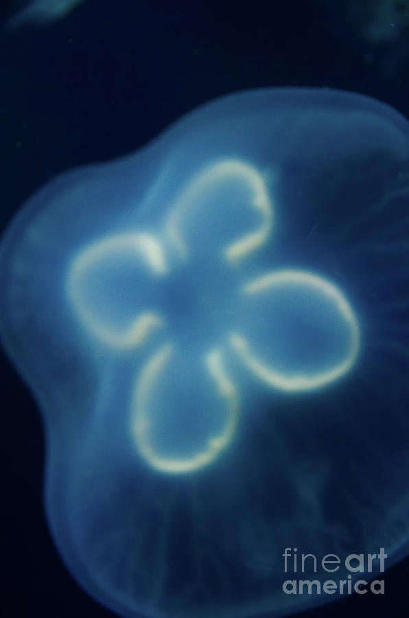 Large Jellyfish Animal / Wildlife Photograph Digital Art by PIPA Fine Art - Simply Solid
