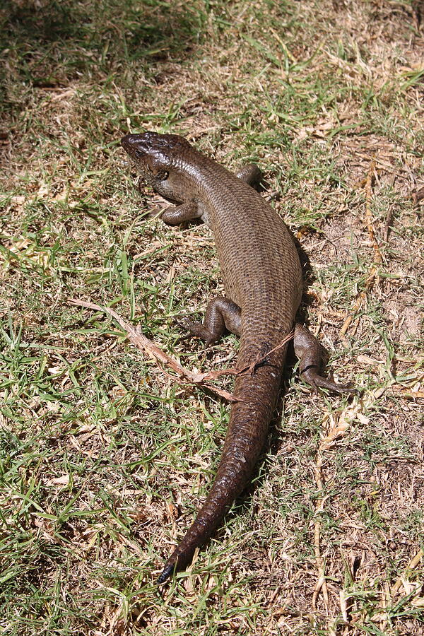 Large King Skink Photograph by Michaela Perryman - Pixels