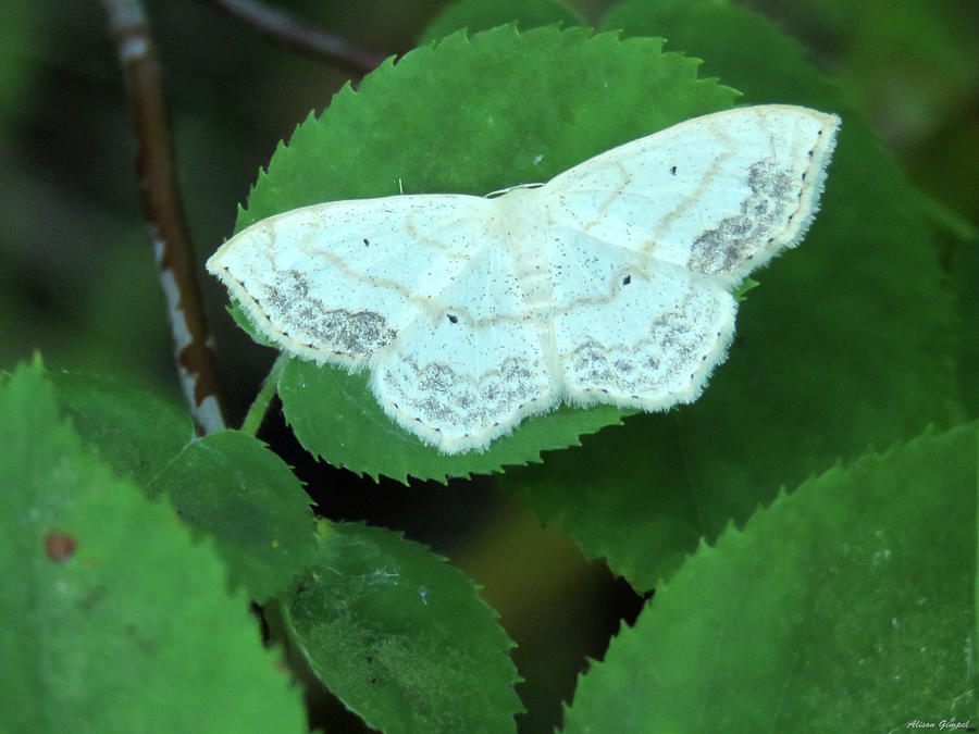 Large Lace Border Moth Photograph