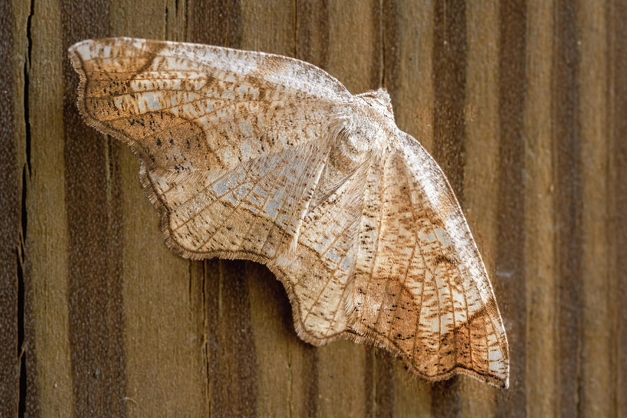 Large Lace Border Moth Photograph by Joni Eskridge