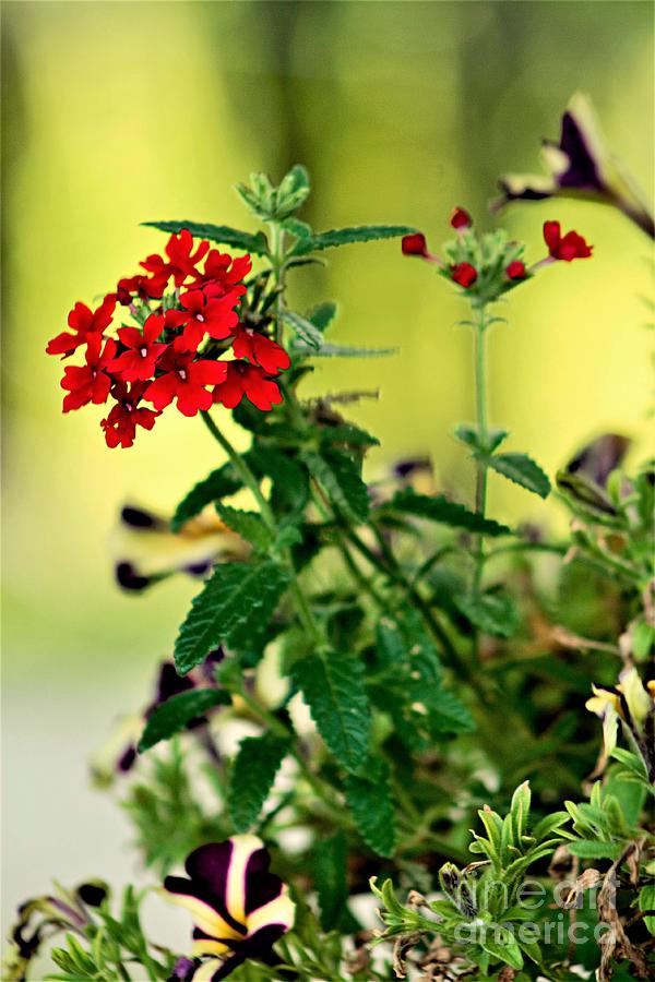 Large Leaf Red Lantana Photograph by Charlene Adler | Pixels