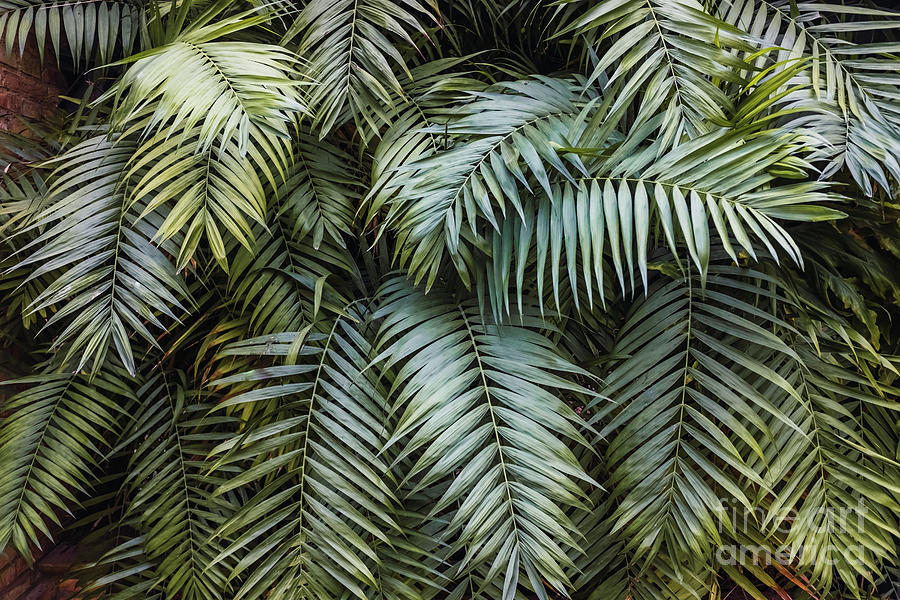 Large leafy and fresh green leaves as organic texture. Photograph by Joaquin Corbalan