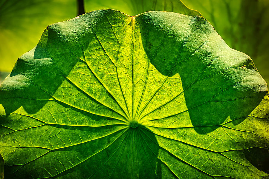 Large Lotus Leaf Photograph by Stuart Litoff