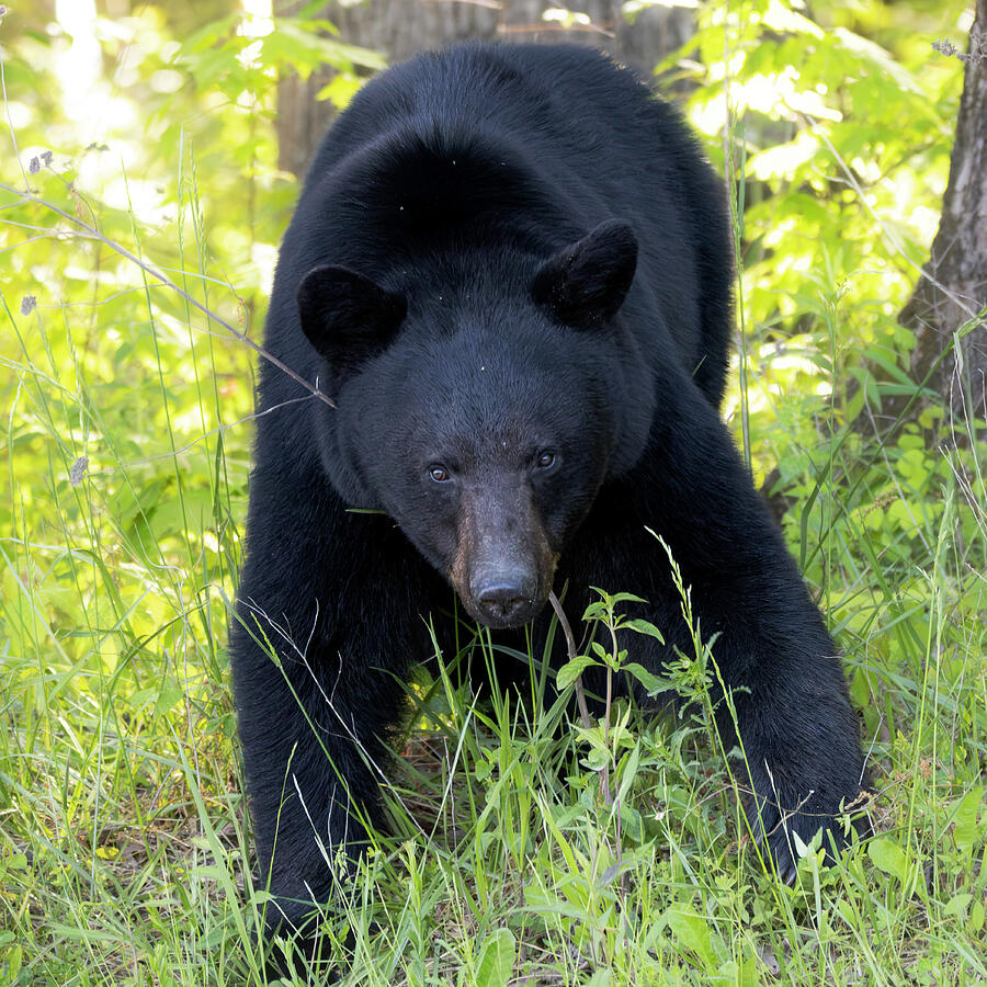 Large Male Black Bear In Forest Photograph by Dan Sproul Large Male Black Bear In Forest Photograph by Dan Sproul