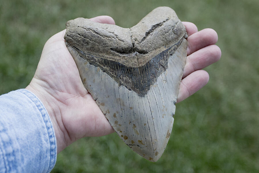 Large Megalodon Shark Tooth in Adult Hand Photograph by Mark Kostich