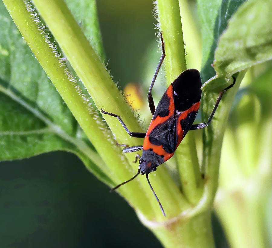 Large Milkweed Bug 561, Indiana Photograph by Steve Gass - Fine Art America