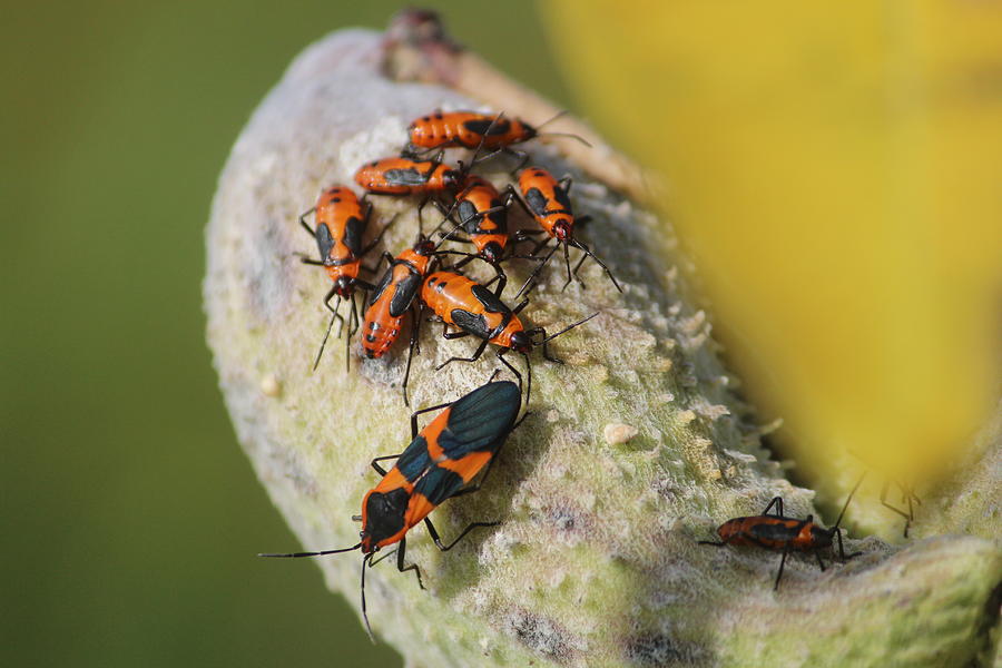 Large Milkweed Bug and Nymphs Photograph by Callen Harty | Fine Art America