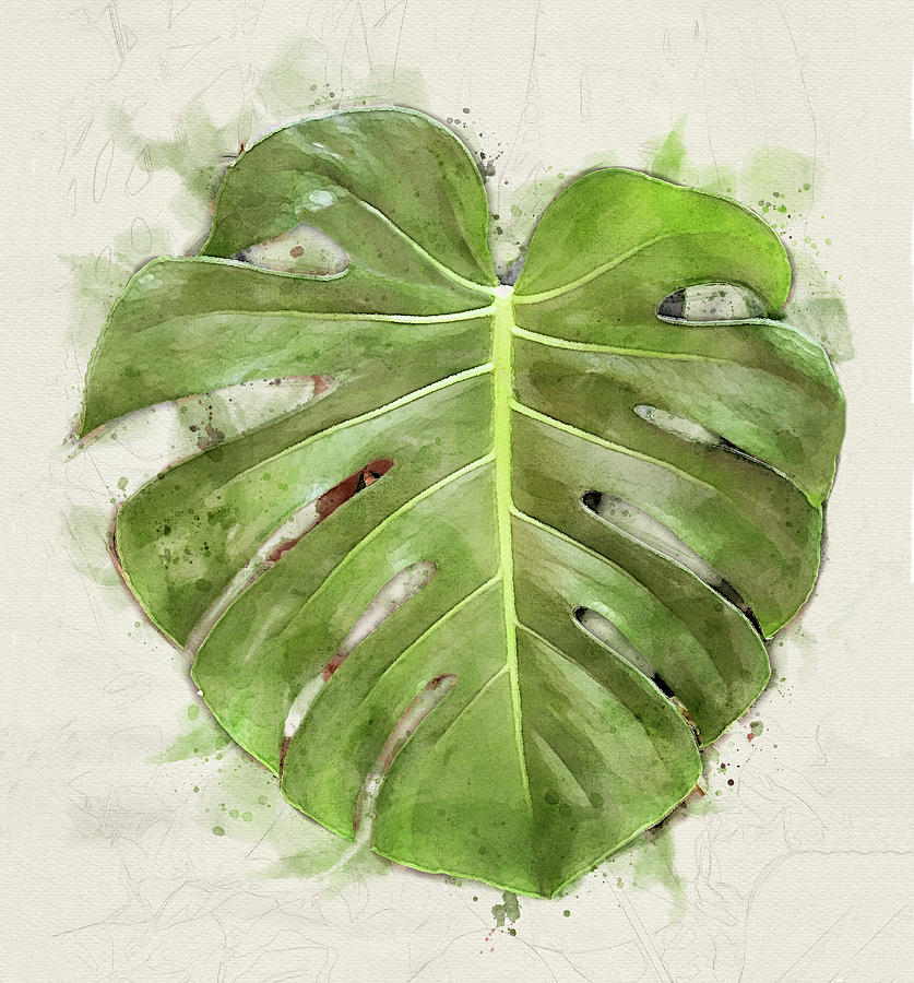 Large Monstera Leaf Digital Art by Deborah League