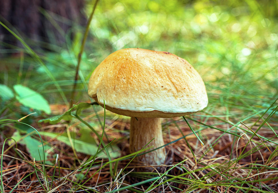 Large mushroom Photograph by Lilia D
