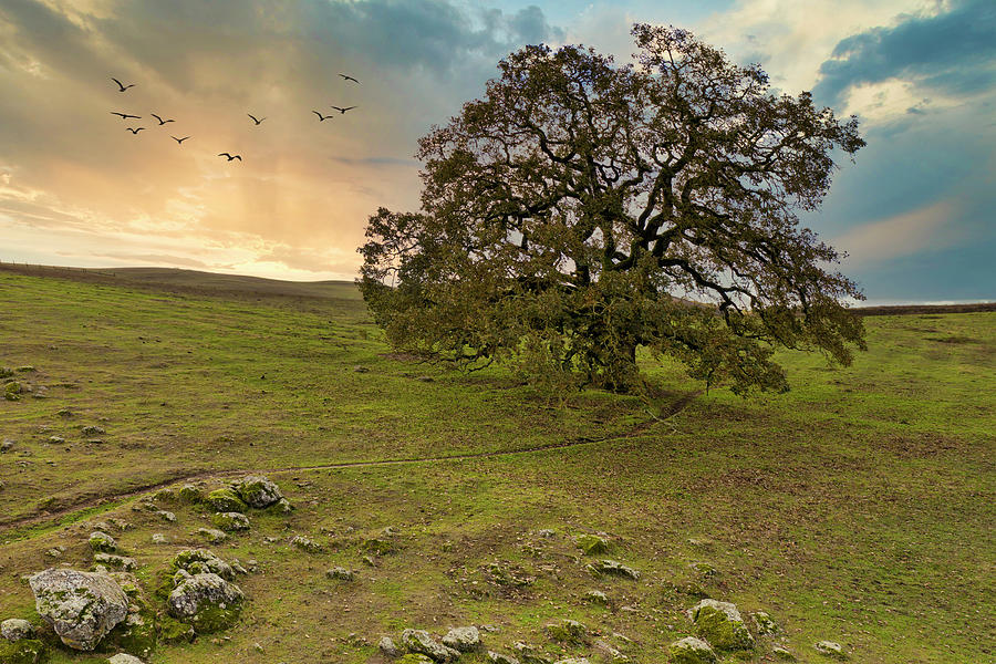 Large oak tree at sunset Photograph by Michele Cornelius