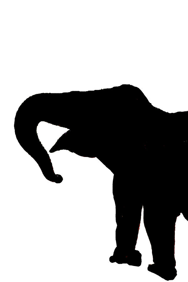 Large, old  female elephant Photograph by Steve Estvanik