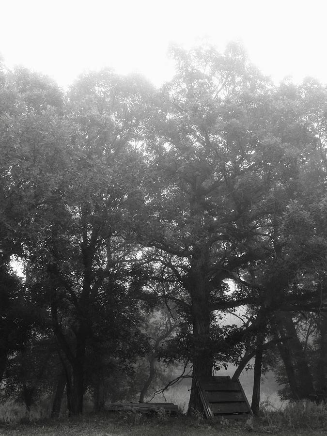 Large old Tree in the Fog Photograph by Amanda R Wright