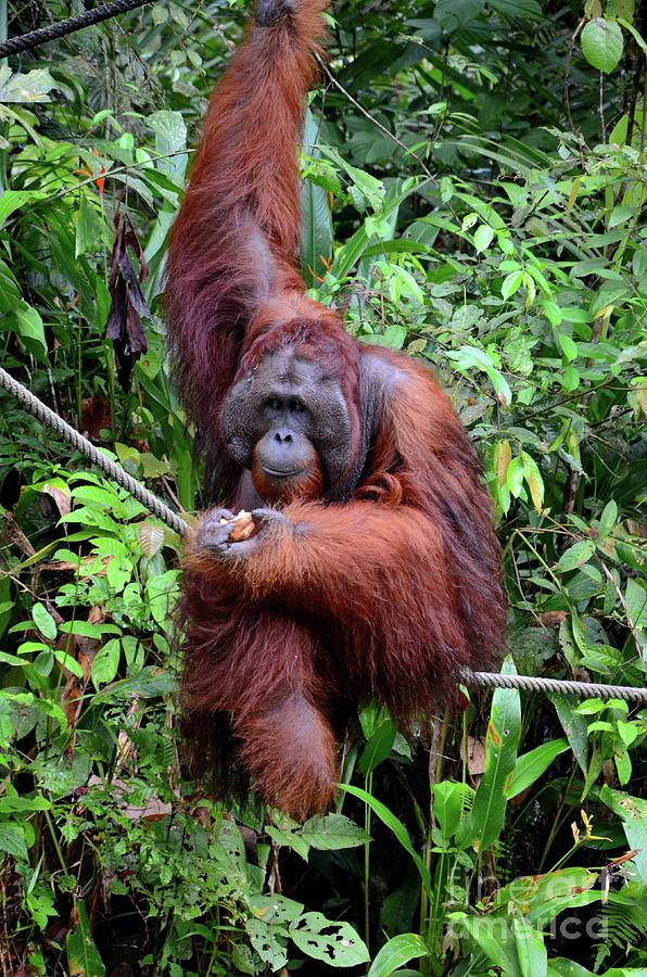 Monkey Photograph - Large orangutan hangs on rope and tree eating bananas Semenggoh Nature Reserve Kuching Malaysia by Imran Ahmed